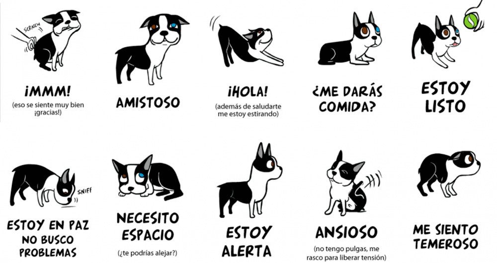 lenguaje no verbal de tu perro